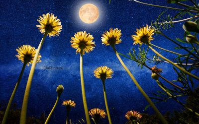 11 pasos para atraer amor y abundancia en la Luna Nueva de agosto